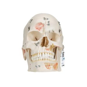3B Scientific Deluxe Human Demonstration Dental Skull Model, 10 Part - 3B Smart Anatomy
