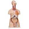 3B Scientific Deluxe Dual Sex Human Torso Model, 24 Part - 3B Smart Anatomy