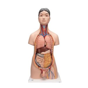 3B Scientific Deluxe Asian Dual Sex Human Torso Model, 18 Part - 3B Smart Anatomy