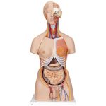 3B Scientific Deluxe Dual Sex Human Torso Model with Opened Back, 28 Part - 3B Smart Anatomy