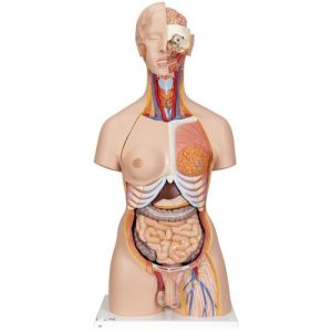 3B Scientific Deluxe Dual Sex Human Torso Model with Opened Back, 28 Part - 3B Smart Anatomy