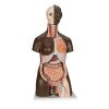 3B Scientific Deluxe Dual Sex African Torso Model, 24 Part - 3B Smart Anatomy