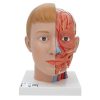 3B Scientific Human Head Model with Neck, 4 Part - 3B Smart Anatomy