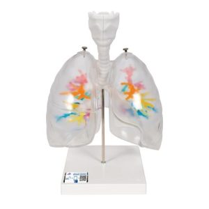 3B Scientific CT Bronchial Tree Model with Larynx & Transparent Lungs - 3B Smart Anatomy