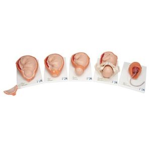 3B Scientific Birthing Process Model with 5 Stages - 3B Smart Anatomy