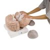 3B Scientific Giant Human Brain Model, 2.5 Times Full-Size, 14 Part - 3B Smart Anatomy