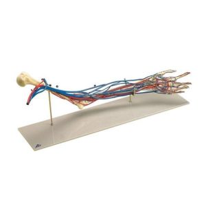 3B Scientific Vascular Arm