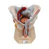 3B Scientific Male Pelvis Skeleton Model with Ligaments, Vessels, Nerves, Pelvic Floor Muscles & Organs, 7 Part - 3B Smart Anatomy