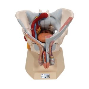 3B Scientific Male Pelvis Skeleton Model with Ligaments, Vessels, Nerves, Pelvic Floor Muscles & Organs, 7 Part - 3B Smart Anatomy