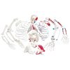 3B Scientific Disarticulated Human Skeleton Model with Painted Muscles, Complete with 3 - Part Skull - 3B Smart Anatomy