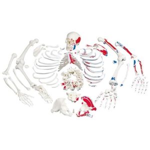3B Scientific Disarticulated Human Skeleton Model with Painted Muscles, Complete with 3 - Part Skull - 3B Smart Anatomy