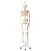 3B Scientific Human Skeleton Model Max on Hanging Stand with Painted Muscle Origins & Inserts - 3B Smart Anatomy