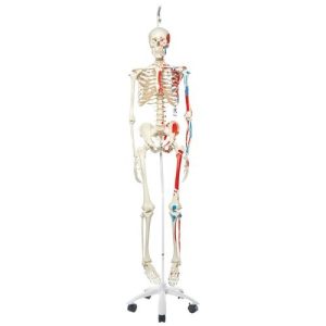 3B Scientific Human Skeleton Model Max on Hanging Stand with Painted Muscle Origins & Inserts - 3B Smart Anatomy
