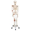 3B Scientific Human Skeleton Model Leo with Ligaments - 3B Smart Anatomy
