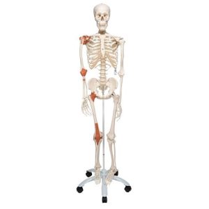 3B Scientific Human Skeleton Model Leo with Ligaments - 3B Smart Anatomy