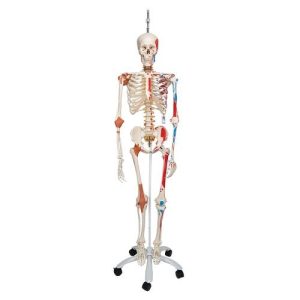 3B Scientific Human Skeleton Model Sam on Hanging Stand with Muscle & Ligaments - 3B Smart Anatomy