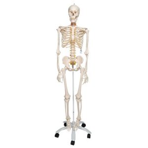 3B Scientific Flexible Human Skeleton Model Fred - 3B Smart Anatomy