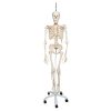3B Scientific Physiological Human Skeleton Model Phil on Hanging Stand - 3B Smart Anatomy