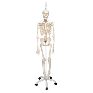 3B Scientific Functional & Physiological Human Skeleton Model Frank on Hanging Stand - 3B Smart Anatomy