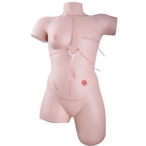 3B Scientific Trainer for Wound Care and Bandaging Techniques