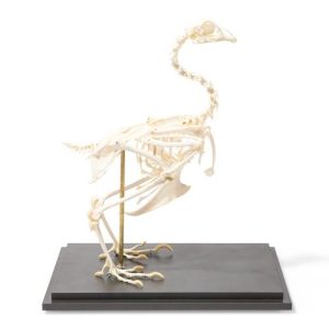 3B Scientific Chicken Skeleton (Gallus Gallus Domesticus), Specimen