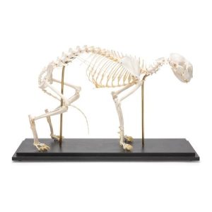 3B Scientific Cat Skeleton, Specimen