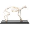 3B Scientific Cat Skeleton, Flexibly Mounted, Specimen