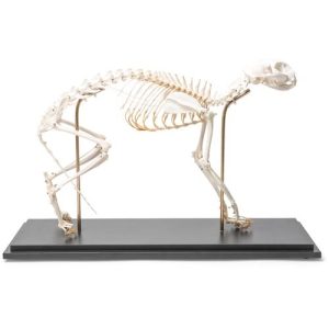 3B Scientific Cat Skeleton, Flexibly Mounted, Specimen