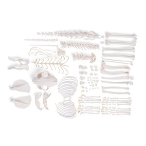 3B Scientific Cat Skeleton, Disarticulated