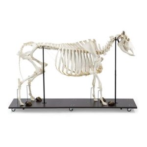 3B Scientific Bovine Cow Skeleton, with Horns, Articulated