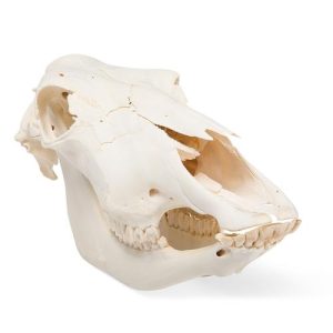 3B Scientific Bovine Skull without Horns, Specimen