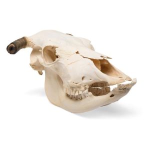 3B Scientific Bovine Skull with Horns, Specimen