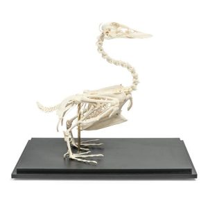 3B Scientific Duck Skeleton, Specimen