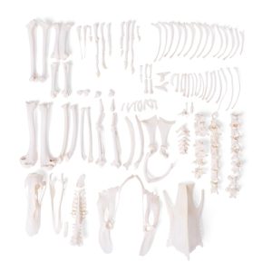 3B Scientific Duck Skeleton, Disarticulated