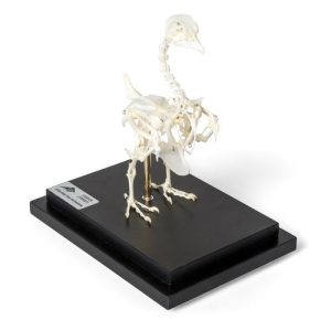 3B Scientific Pigeon Skeleton (Columba Livia Domestica), Specimen