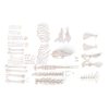 3B Scientific Rabbit Skeleton, Disarticulated