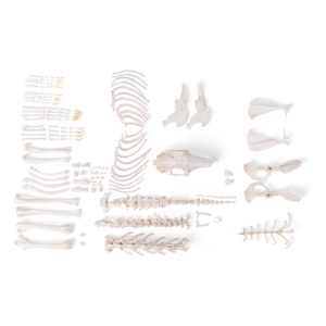 3B Scientific Rabbit Skeleton, Disarticulated
