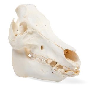 3B Scientific Domestic Pig Skull, Male, Specimen