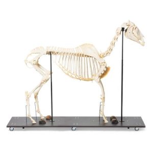 3B Scientific Horse Skeleton, Male, Specimen