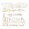 3B Scientific Horse Skeleton, Male, Disarticulated