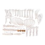3B Scientific Sheep Skeleton, Female, Disarticulated