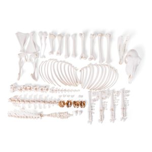 3B Scientific Sheep Skeleton, Female, Disarticulated