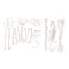 3B Scientific Goose Skeleton, Disarticulated