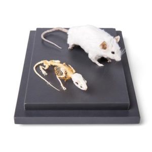 3B Scientific Mouse and Mouse Skeleton in Display Case, Specimens