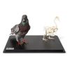 3B Scientific Pigeon and Pigeon Skeleton, in Display Case, Specimens