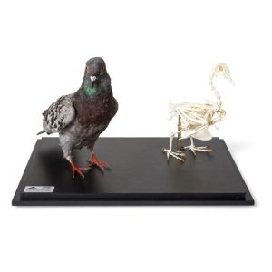 3B Scientific Pigeon and Pigeon Skeleton, in Display Case, Specimens