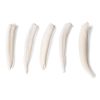 3B Scientific Tooth Types of Different Mammals