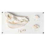 3B Scientific Tooth Types of Different Mammals, Deluxe Version