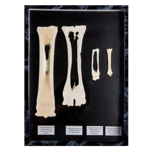 3B Scientific Comparison of Longitudinal Section of Mammal Metatarsal Bones