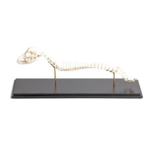 3B Scientific Dog, Spinal Column + Head, Rigidly Mounted